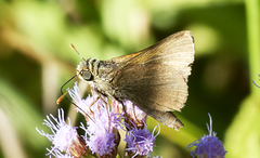 Polites themistocles