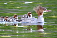 Common Merganser photo 4