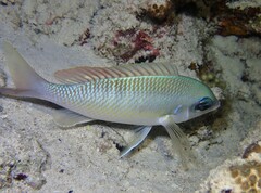 Scolopsis margaritifera