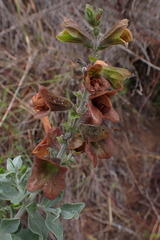 Salvia aurea