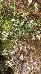 Eupatorium hyssopifolium