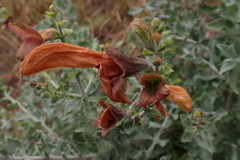 Salvia aurea