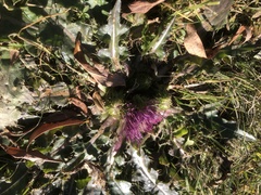 Cirsium acaule esculentum
