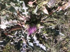 Cirsium acaule esculentum