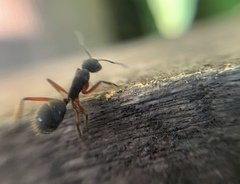 Camponotus rufipes