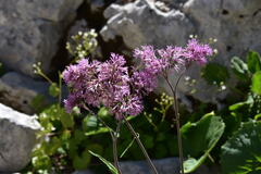 Adenostyles alliariae