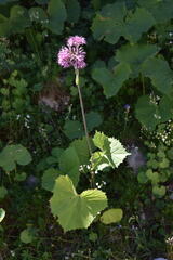 Adenostyles alliariae