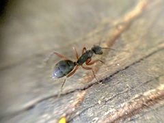 Camponotus rufipes