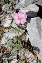 Convolvulus