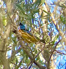 Rauenia bonariensis