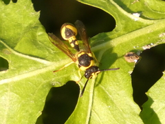 Eumenes mediterraneus