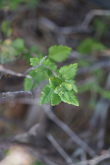 Teucrium