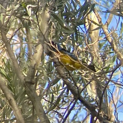 Rauenia bonariensis