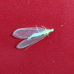 Chrysoperla