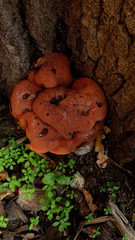 Fistulina hepatica