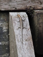 Cryptoblepharus