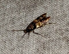 Walshia miscecolorella