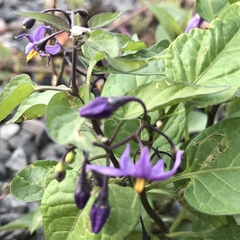 Solanum dulcamara