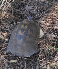 Testudo graeca
