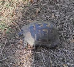 Testudo graeca