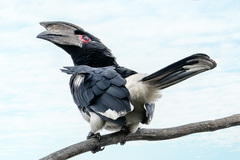 Bycanistes bucinator