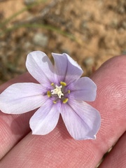 Moraea polyanthos