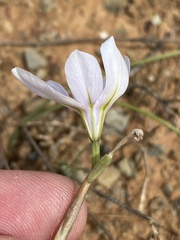 Moraea polyanthos