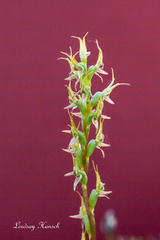 Prasophyllum gracile