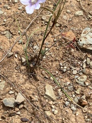 Moraea polyanthos