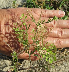 Lepidium densiflorum