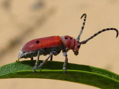 Asclepias labriformis