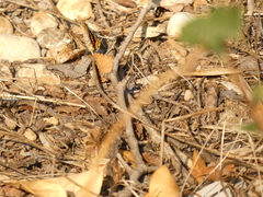 Lasiommata