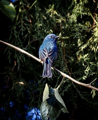 Eumyias albicaudatus