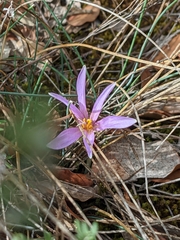 Colchicum longifolium
