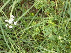 Apioideae