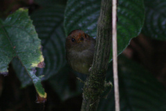 Pseudotriccus ruficeps