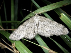 Hypomecis punctinalis conferenda