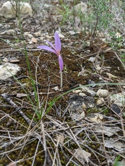 Colchicum longifolium