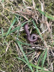 Lumbricus terrestris