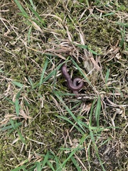 Lumbricus terrestris