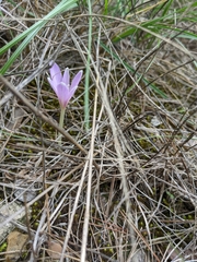 Colchicum longifolium