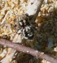 Maratus albus