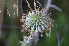 Echinops spinosissimus