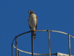 Rupornis magnirostris