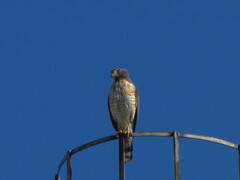 Rupornis magnirostris