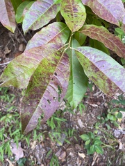 Oxydendrum