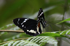 Elzunia humboldt