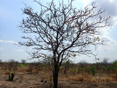 Terminalia stenostachya