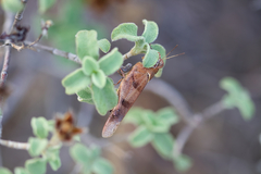 Oedipoda caerulescens