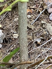 Oxydendrum